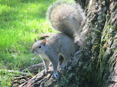 Sciurus carolinensis
