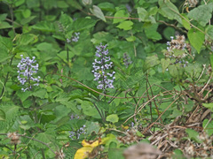 Plectranthus saccatus
