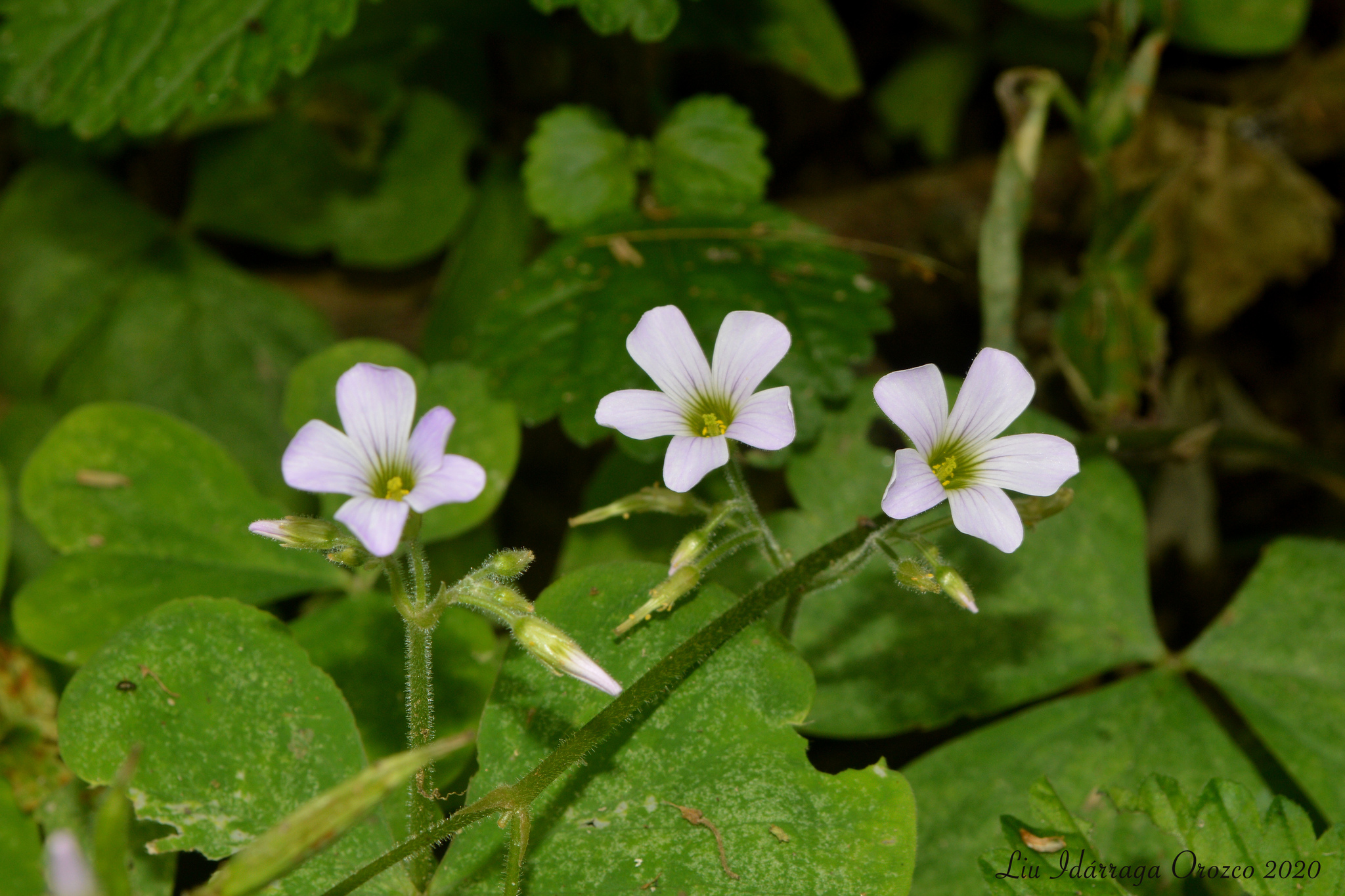 Oxalis linarantha