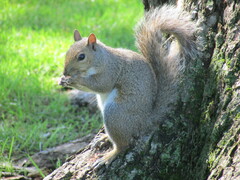 Sciurus carolinensis