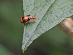 Diacantha collaris