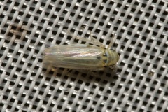 Zyginidia pullula