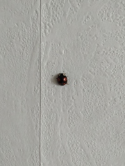 Harmonia axyridis