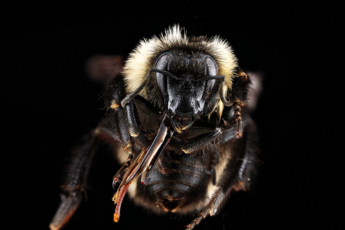 Golden Northern Bumble Bee