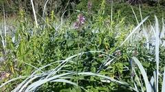 Stachys palustris