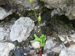 Pinguicula alpina