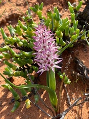 Wurmbea spicata