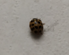 Harmonia axyridis