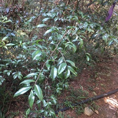 Camellia formosensis