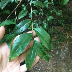 Camellia formosensis