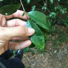 Camellia formosensis