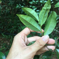 Camellia formosensis