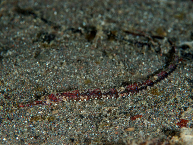 Spotted pipefish (Halicampus punctatus) — Syngnathidae