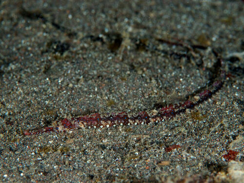 Spotted pipefish (Halicampus punctatus) — Syngnathidae