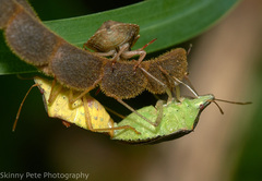 Euschistus quadrator