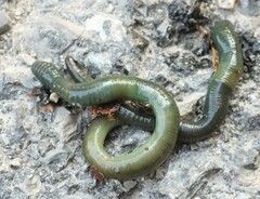 Aporrectodea smaragdina