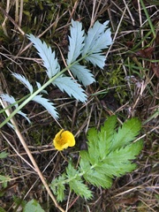 Argentina subarctica