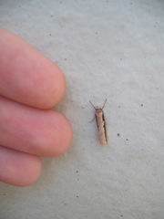 Leptocroca sanguinolenta