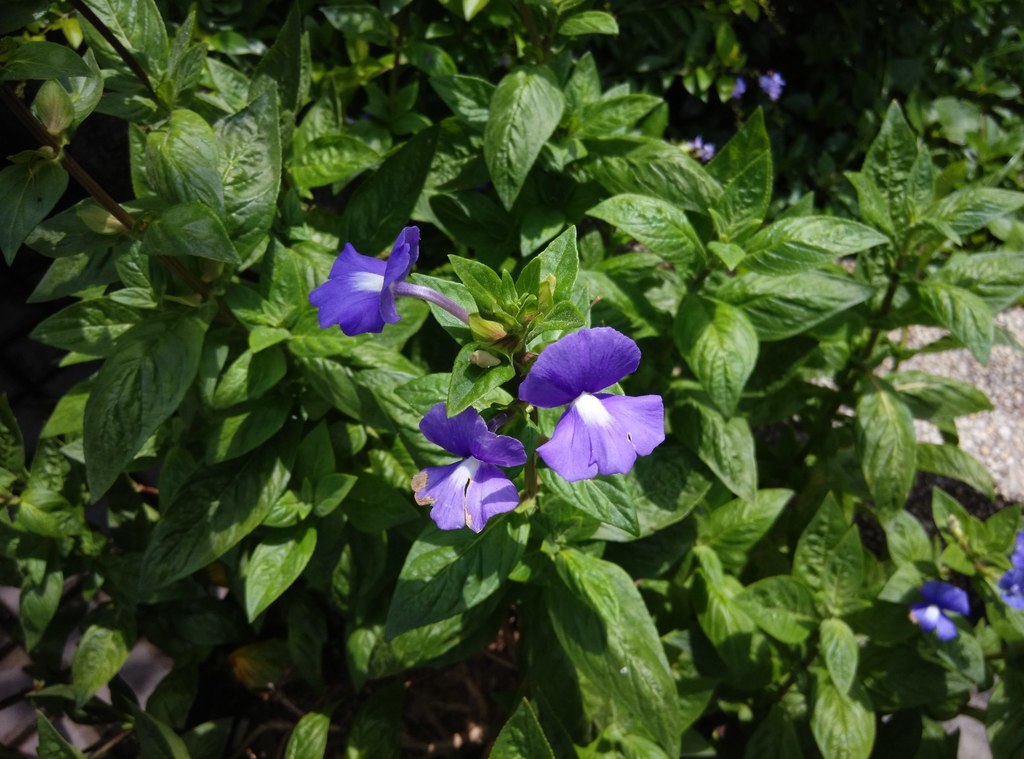 Otacanthus coeruleus