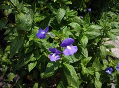 Achetaria azurea
