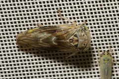 Idiocerus stigmaticalis