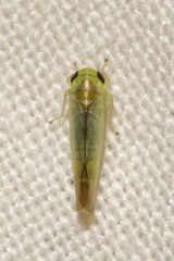Kybos rufescens