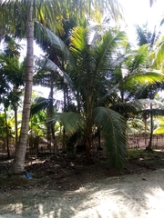 Cocos nucifera