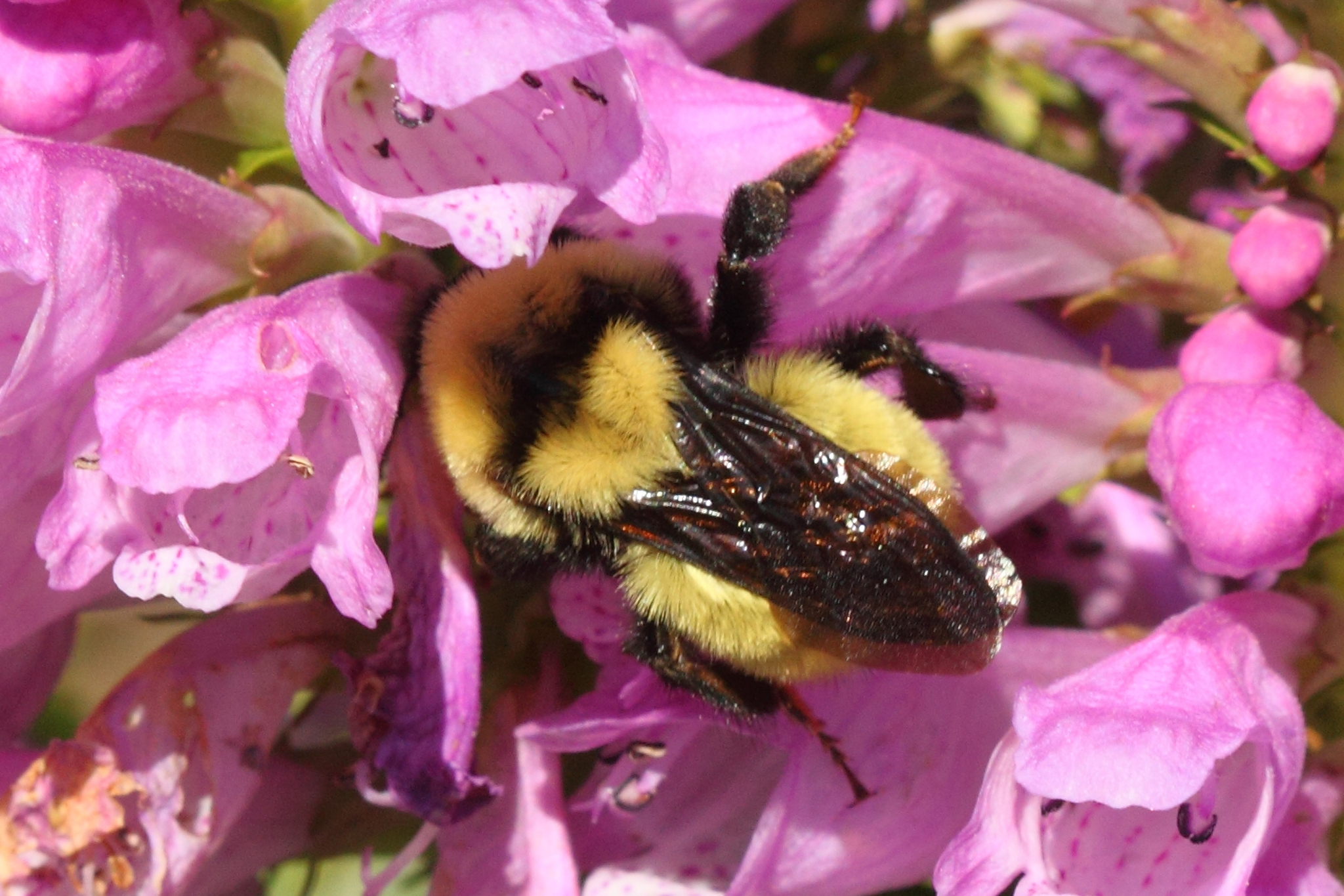 Polar Bumble Bee (Bombus polaris) · iNaturalist