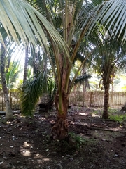 Cocos nucifera