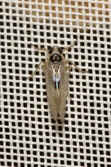 Laodelphax striatella