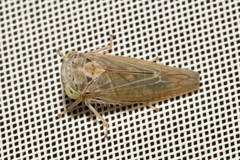 Idiocerus stigmaticalis