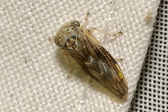 Idiocerus stigmaticalis