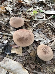 Austroboletus gracilis
