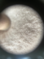 Austroboletus gracilis