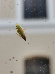 Graphocephala fennahi