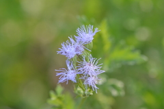 Conoclinium dissectum