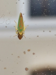 Graphocephala fennahi