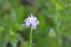 Conoclinium dissectum