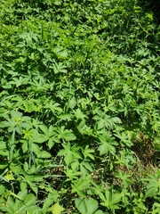 Humulus scandens