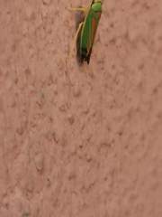 Graphocephala fennahi
