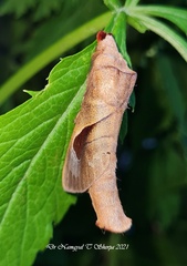 Paralebeda plagifera