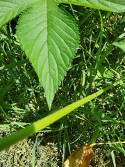 Humulus scandens