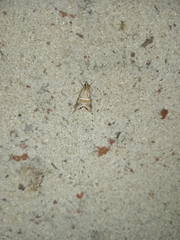 Euchromius superbellus