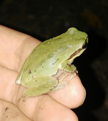 Hyla savignyi