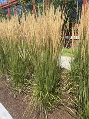 Calamagrostis × acutiflora