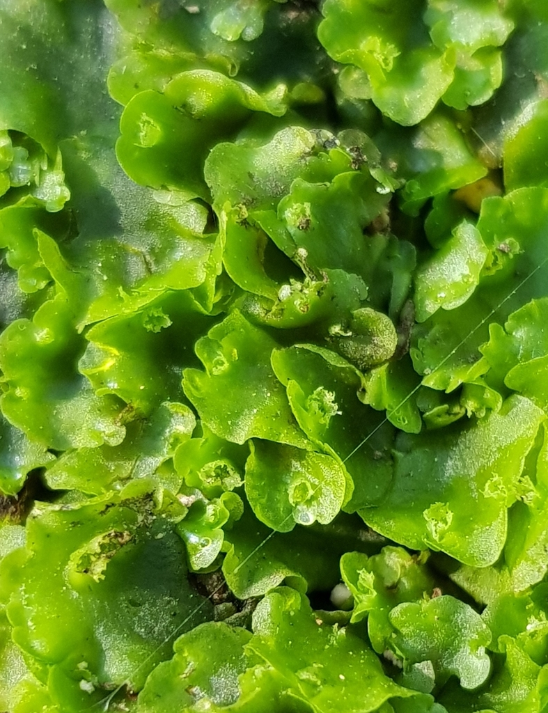 Endive Pellia from Monks Dale Farm, Millers Dale,, Buxton SK17 8SN, UK on August 11, 2022 at 08