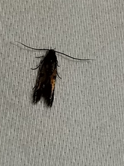 Chrysoclista linneella