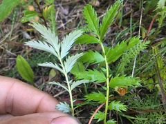 Argentina subarctica