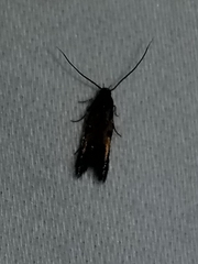 Chrysoclista linneella