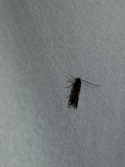 Chrysoclista linneella